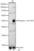 Phospho-c-Jun-S63 Rabbit pAb (AP0048)