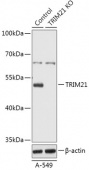 [KO Validated] TRIM21/SS-A Rabbit pAb (A18027)
