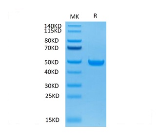 Biotinylated Recombinant Cynomolgus FcRn Protein (RP02364)