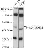 ADAMDEC1 Rabbit pAb (A15435)