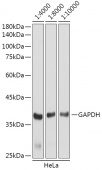 [One Step] 14-3-3 alpha/beta Antibody Kit (RK05723)