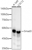 [KO Validated] Smad3 Rabbit mAb (A22133)