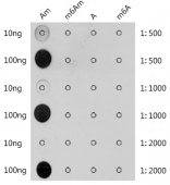 2'-O-methyladenosine / Am Rabbit pAb (A2388)