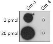 2'-O-Methylguanosine(Gm) Rabbit pAb (A20697)