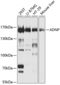 ADNP Rabbit pAb (A4546)