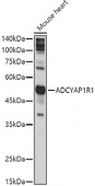 ADCYAP1R1 Rabbit pAb (A3120)
