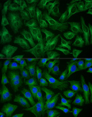 ABflo® 488-conjugated  Goat Anti-Rabbit IgG (H+L) (AS073)