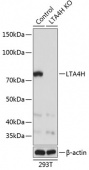 [KO Validated] LTA4H Rabbit pAb (A19940)