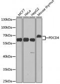 [KO Validated] PDCD4 Rabbit pAb (A2570)