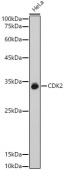 [KO Validated] CDK2 Rabbit pAb (A0294)