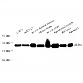 Anti -Aldolase Rabbit pAb