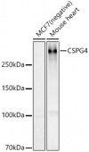 [KO Validated] NG2/CSPG4 Rabbit pAb (A22012)