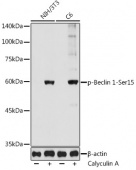 Phospho-Beclin 1-Ser15 Rabbit pAb (AP1252)