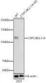 [KO Validated] CTIP1/BCL11A Rabbit mAb (A9231)