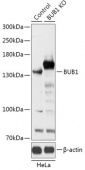 [KO Validated] BUB1 Rabbit pAb (A18053)