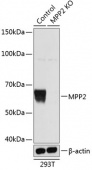[KO Validated] MPP2 Rabbit pAb (A19909)