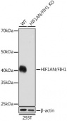 [KO Validated] HIF1AN/FIH1 Rabbit mAb (A3701)