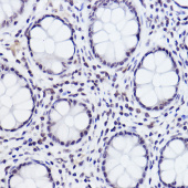 Phospho-c-Jun-S243 Rabbit pAb (AP0050)