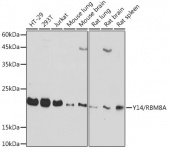 Y14/RBM8A Rabbit mAb (A19599)