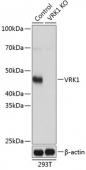 [KO Validated] VRK1 Rabbit pAb (A19938)