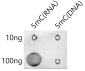 5-methylcytidine/m5C(RNA) Rabbit pAb (A22062)