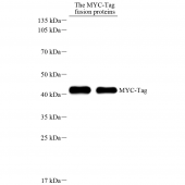 Recombinant Anti- MYC Tag Mouse mAb