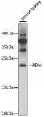 ADM Rabbit pAb (A8659)