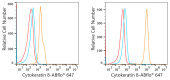 ABflo® 647 Rabbit anti-Human Cytokeratin 8 mAb (A23019)