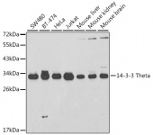 14-3-3 Theta Rabbit pAb (A2563)