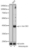 Phospho-c-Jun-S63 Rabbit pAb (AP1190)