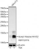 Acetyl-Histone H4-K5/K8/K12/K16 Rabbit pAb (A20764)