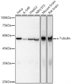 α-Tubulin Rabbit pAb (AC031)