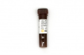 Genious 2X SYBR Green Fast qPCR Mix (High ROX Premixed) (RK21207)