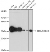 4-1BBL/CD137L Rabbit mAb (A3386)
