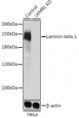 [KO Validated] Laminin beta 1 Rabbit pAb (A19970)