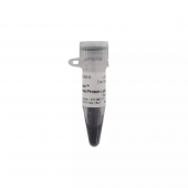 Protein Marker 10-180 KDa For Western Blotting Protein Ladder Lab Research Reagent