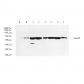 GB11511 Anti -Smad2 Rabbit pAb Antibody
