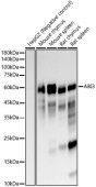 ABI3 Rabbit mAb (A23283)