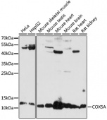 [One Step]COX5A Antibody Kit (RK05636)