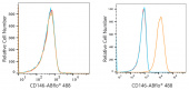 ABflo® 488 Rabbit anti-Human CD146 mAb (A22520)