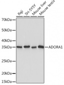 ADORA1 Rabbit mAb (A5219)