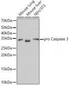 [KO Validated] active + pro Caspase-3 Rabbit mAb (A19654)