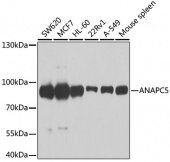 [KO Validated] ANAPC5 Rabbit pAb (A7109)