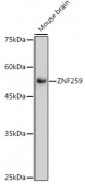 ZNF259 Rabbit mAb (A1487)