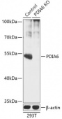 [KO Validated] PDIA6 Rabbit pAb (A18092)