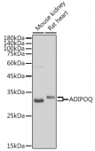 Adiponectin Rabbit pAb (A2543)