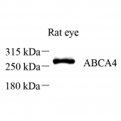 Anti -ABCA4 Rabbit pAb