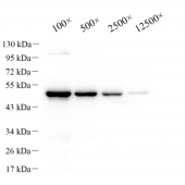 Anti - SARS-CoV-2 nucleocapsid protein Rabbit pAb