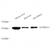 Anti -ALDH6A1 Rabbit pAb