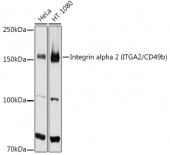 [KO Validated] Integrin alpha 2 (ITGA2/CD49b) Rabbit pAb (A7629)